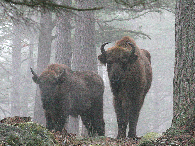 eriksberg_0084groot_2005_12_13_wisent_ll.jpg