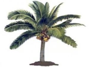 ppcpalm.jpg