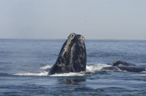 The Bay of Fundy celebrates World Ocean’s Day
