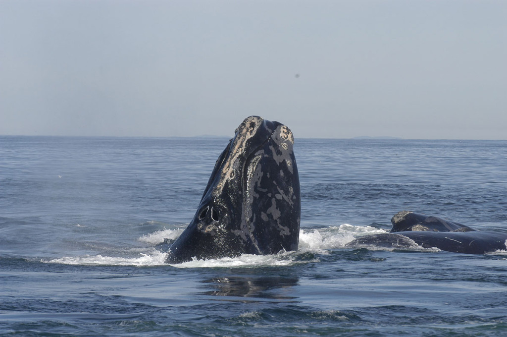 right-whale.jpg