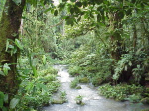 The state of the world’s tropical forests