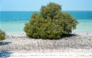The wonderful world wide mangrove