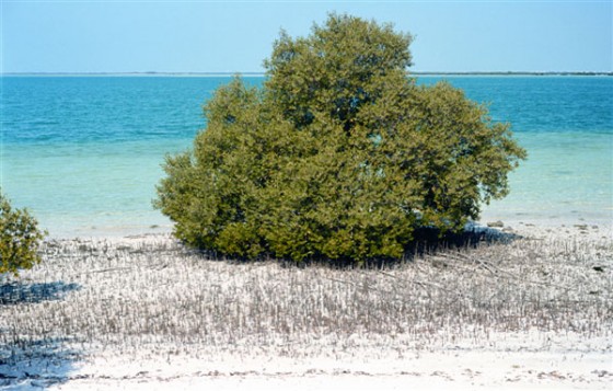 man-560x357.jpg