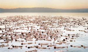 Dead Sea artwork by Spencer Tunick