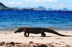 Komodo Island officially confirmed as one of the New7Wonders of Nature