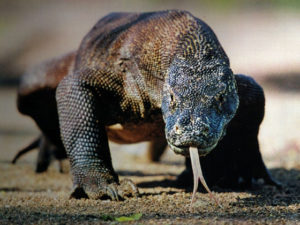 Komodo sees immediate gains from its New7Wonders of Nature status