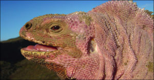 It’s a big year for the Galapagos