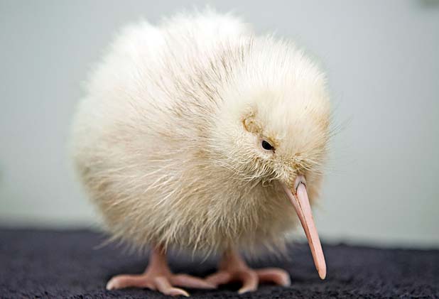 kiwi