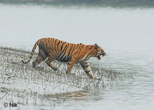 tiger_sundarbans